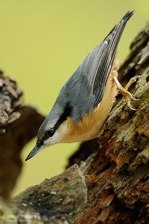 Sitta europaea  Nikon D3  Nikon 600 VR f/4  1/320 sec  f/4  ISO 1250 Caccia fotografica uccelli materiale Nikon Simone Tossani