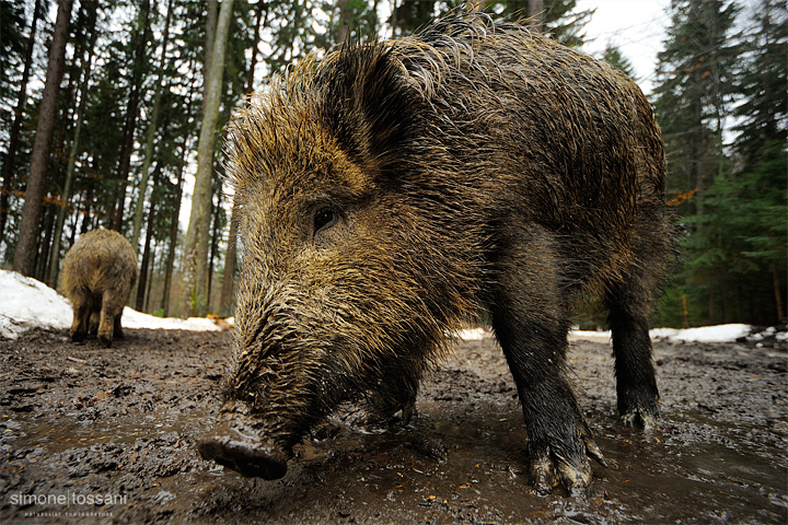 Sus scrofa   Nikon D3  Sigma 12/24  1/100 Sec  f/8  ISO 640 Caccia fotografica mammiferi materiale Nikon Simone Tossani