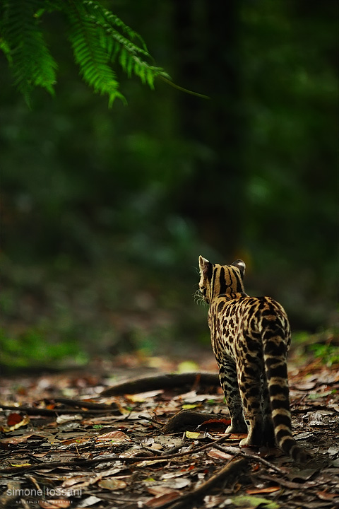 Leopardus pardalis  (Ocelot)  Nikon D3  Nikon 70/200 f/2.8 VR  1/80 Sec  f/2.8  ISO 1600 Caccia fotografica mammiferi materiale Nikon Simone Tossani