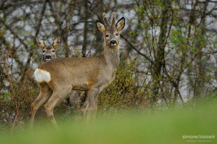 Capreolus capreolus  Nikon D3  Nikon 600 f/4 VR  1/25 Sec  f/6.3  ISO 800 Caccia fotografica mammiferi materiale Nikon Simone Tossani