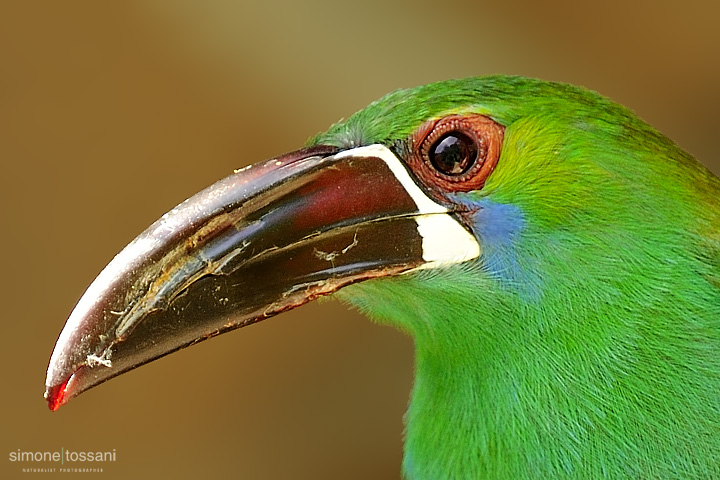 Alulacorhynchus haematopygus   Nikon D3  Nikon 600 f / 4 VR  Nikon TC 1.7  1/1000 sec  f/7.1  ISO 400 Caccia fotografica uccelli materiale Nikon Simone Tossani