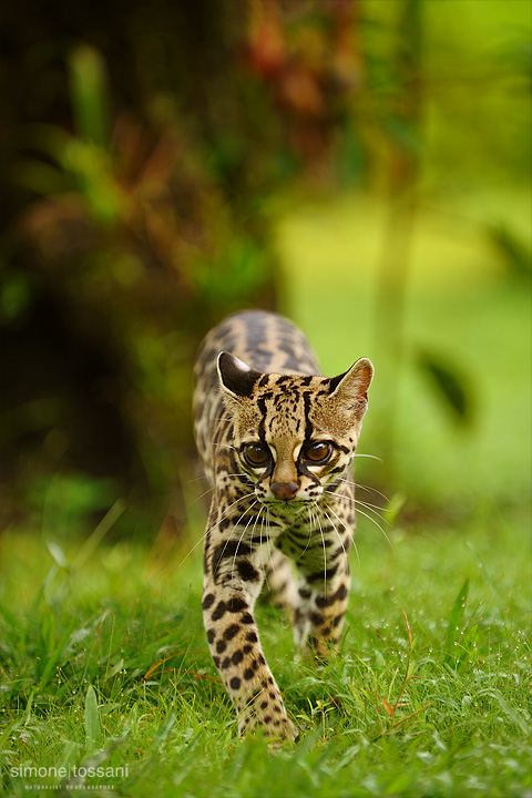 Leopardus pardalis  (Ocelot)  Nikon D3  Nikon 70/200 f/2.8 VR  1/160 Sec  f/4  ISO 200 Caccia fotografica mammiferi materiale Nikon Simone Tossani