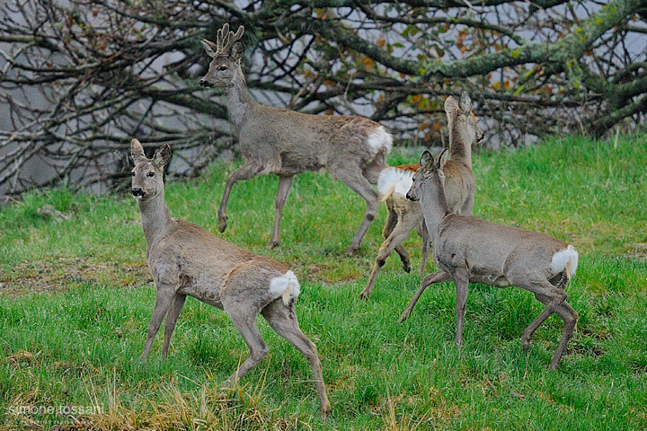 Capreolus capreolus  Nikon D3  Nikon 600 f/4 VR  1/1250 Sec  f/4  ISO 1000 Caccia fotografica mammiferi materiale Nikon Simone Tossani