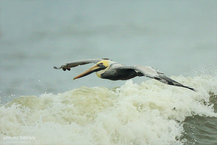 Pelecanus occidentalis   Nikon D3  Nikon 600 f / 4 VR  Nikon TC 1.7  1/1000 sec  f/7.1  ISO 1600 Caccia fotografica uccelli materiale Nikon Simone Tossani