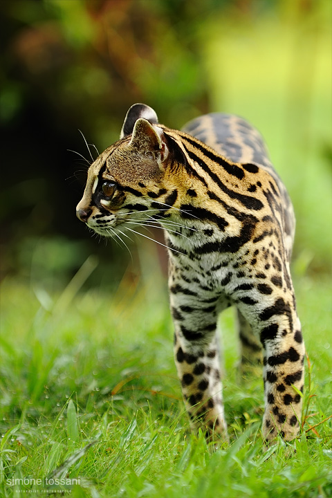 Leopardus pardalis  (Ocelot)  Nikon D3  Nikon 70/200 f/2.8 VR  1/200 Sec  f/4  ISO 200 Caccia fotografica mammiferi materiale Nikon Simone Tossani
