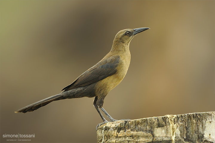 Quiscalus mexicanus   Nikon D3   Nikon 600 f/4 VR   TC II 1.7x  1/500 sec  f/6.7  ISO 500 Caccia fotografica uccelli materiale Nikon Simone Tossani