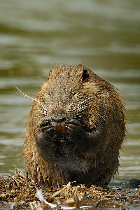 Myocastor coypus   Nikon D3  Nikon 600 f/4 VR  1/2000 Sec  f/4  ISO 200   Caccia fotografica mammiferi materiale Nikon Simone Tossani