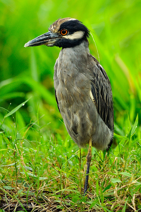 Cochlearius cochlearius   Nikon D3  Nikon 600 VR f/4  TC II 1.7x  1/400 sec  f/7.1  ISO 1000 Caccia fotografica uccelli materiale Nikon Simone Tossani