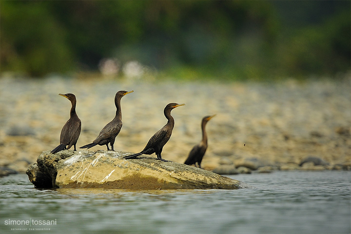 Phalacrocorax brasilianus   Nikon D3   Nikon 600 f/4 VR   TC II 1.7x  1/4000 sec  f/7.1  ISO 1250 Caccia fotografica uccelli materiale Nikon Simone Tossani