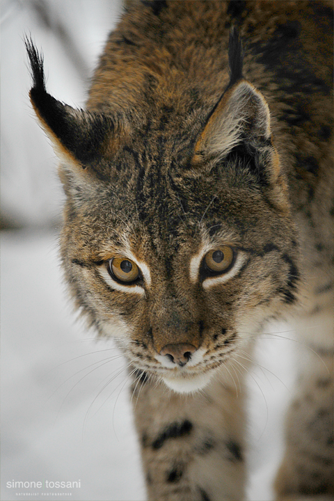 Lynx lynx    Nikon D3  Nikon 70/200 f/2.8 VR  1/400 Sec  f/4  ISO 800 Caccia fotografica mammiferi materiale Nikon Simone Tossani