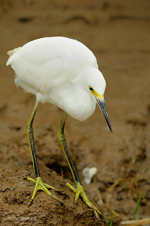 Egretta thula   Nikon D3  Nikon 600 VR f/4  TC II 1.7x  1/500 sec  f/5.5  ISO 1000 Caccia fotografica uccelli materiale Nikon Simone Tossani