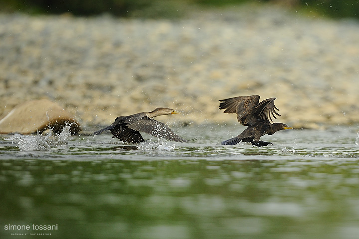 Phalacrocorax brasilianus  Nikon D3   Nikon 600 f/4 VR   TC II 1.7x  1/2500 sec  f/7.1  ISO 1250 Caccia fotografica uccelli materiale Nikon Simone Tossani