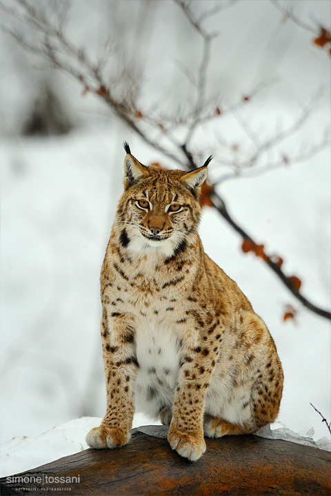 Lynx lynx    Nikon D3  Nikon 600 f/4 VR  TC Nikon 1.7x  1/100 Sec  f/6.7  ISO 2500 Caccia fotografica mammiferi materiale Nikon Simone Tossani