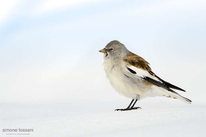 Montifringilla nivalis  Nikon D3   Nikon 600 f/4 VR   1/2500 sec  f/6.3  ISO 400 Caccia fotografica uccelli materiale Nikon Simone Tossani