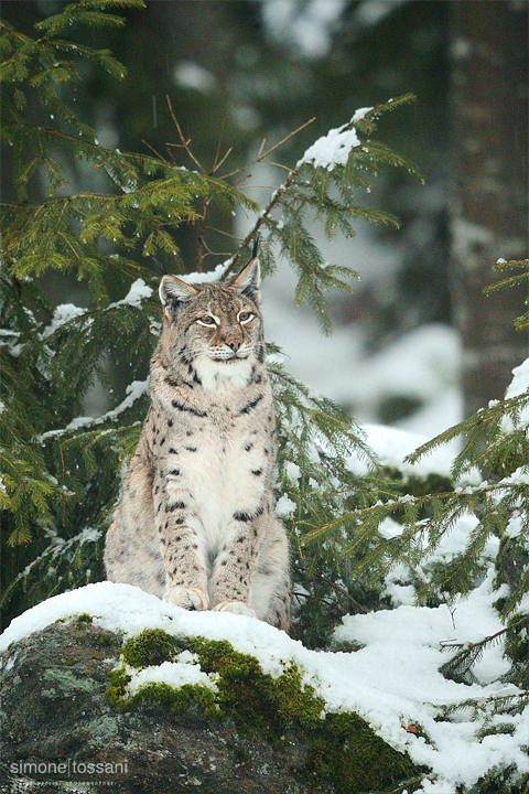 Lynx lynx   Nikon D3  Nikon 600 f/4 VR  TC Nikon 1.7x  1/160 Sec  f/6.7  ISO 2500 Caccia fotografica mammiferi materiale Nikon Simone Tossani