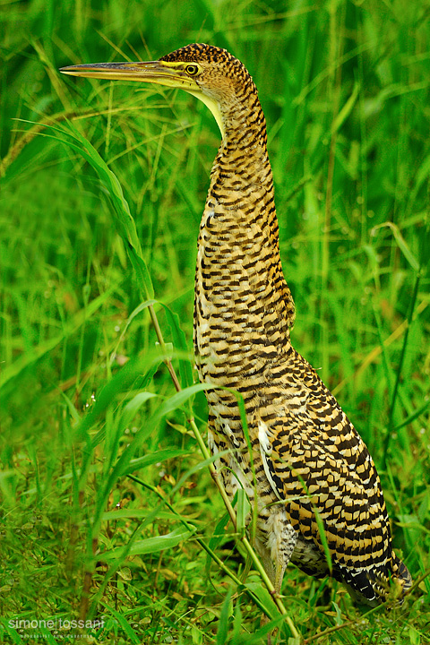 Tigrisoma lineatum  Nikon D3  Nikon 600 VR f/4  TC II 1.7x  1/1600 sec  f/7.1  ISO 640 Caccia fotografica uccelli materiale Nikon Simone Tossani