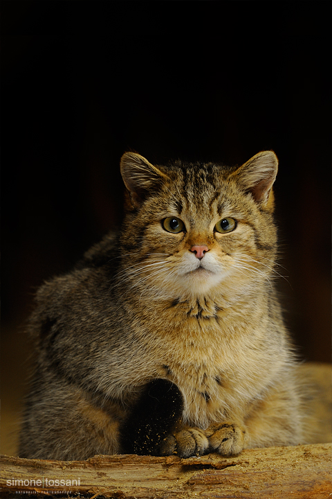 Felis silvestris   Nikon D3  Nikon 600 f/4 VR  1/15 Sec  f/6.3  ISO 800 Caccia fotografica mammiferi materiale Nikon Simone Tossani