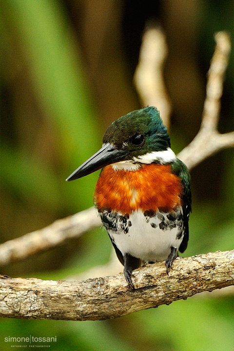 Green Kingfisher   Nikon D3  Nikon 600 VR f/4  TC II 1.7x  1/1250 sec  f/7.1  ISO 1250 Caccia fotografica uccelli materiale Nikon Simone Tossani