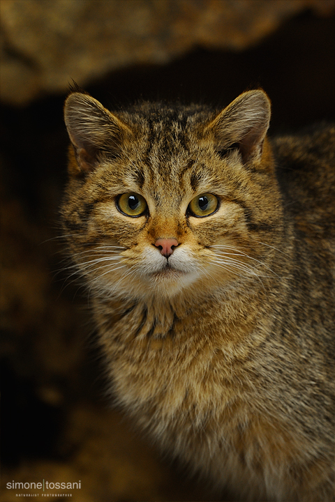 Felis silvestris   Nikon D3  Nikon 600 f/4 VR  1/25 Sec  f/6.3  ISO 800  Caccia fotografica mammiferi materiale Nikon Simone Tossani