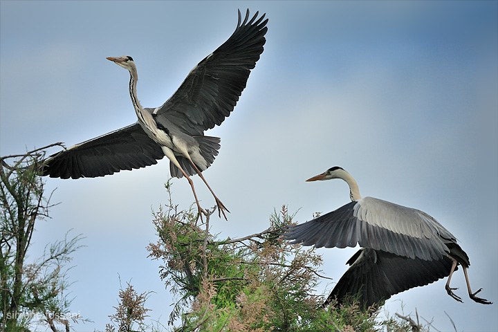 Ardea cinerea  Nikon D3   Nikon 600 f/4 VR   1/6400 sec  f/4.5  ISO 640 Caccia fotografica uccelli materiale Nikon Simone Tossani