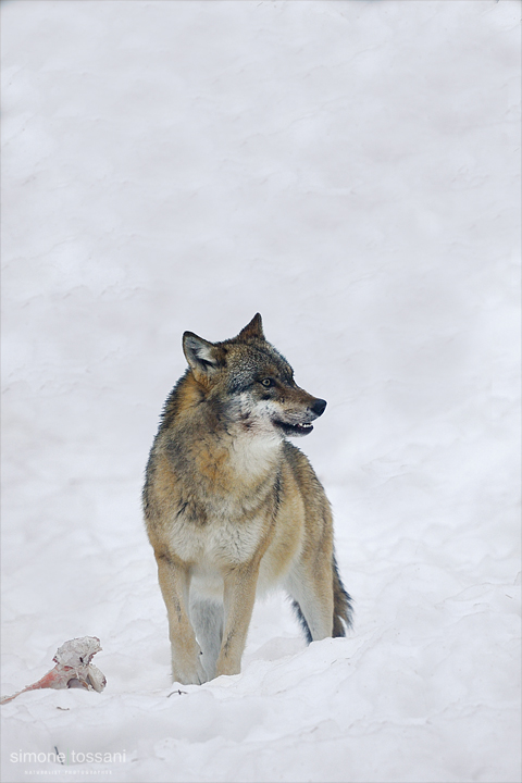 Canis Lupus  Nikon D3  Nikon 600 f/4 VR  1/80 Sec  f/5.6  ISO 2500 Caccia fotografica mammiferi materiale Nikon Simone Tossani