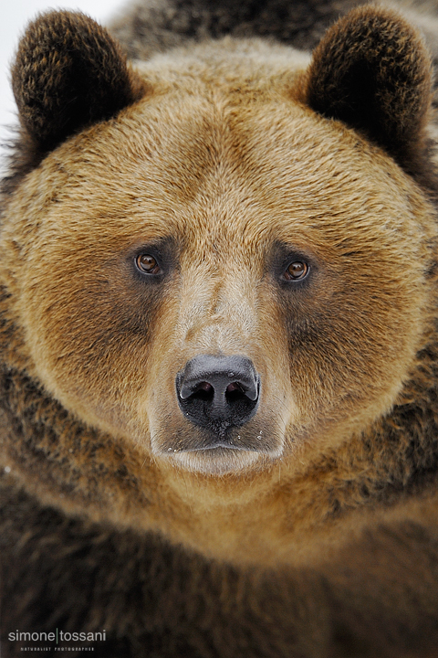 Ursus arctos   Nikon D3  Nikon 600 f/4 VR  1/125 Sec  f/4  ISO 1600 Caccia fotografica mammiferi materiale Nikon Simone Tossani