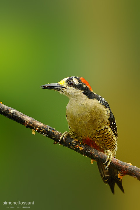 Melanerpes chrysauchen  Nikon D3  Nikon 600 VR f/4  TC II 1.7x  1/500 sec  f/7.1  ISO 1250 Caccia fotografica uccelli materiale Nikon Simone Tossani
