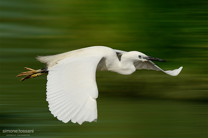 Egretta garzetta  Nikon D3   Nikon 600 f/4 VR   TC II 1.7x  1/125 sec  f/7.1  ISO 200 Caccia fotografica uccelli materiale Nikon Simone Tossani