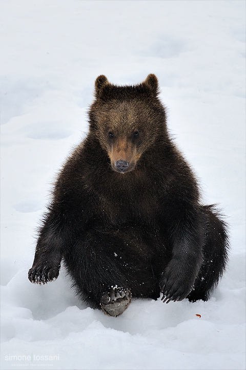 Ursus arctos   Nikon D3  Nikon 600 f/4 VR  1/15 Sec  f/4  ISO 12800 Caccia fotografica mammiferi materiale Nikon Simone Tossani