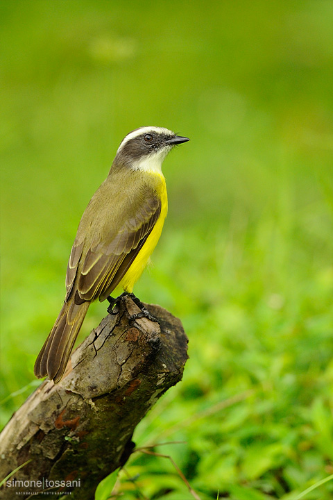 Pitangus sulphuratus   Nikon D3  Nikon 600 f / 4 VR  1/2000 sec  f/5  ISO 200 Caccia fotografica uccelli materiale Nikon Simone Tossani