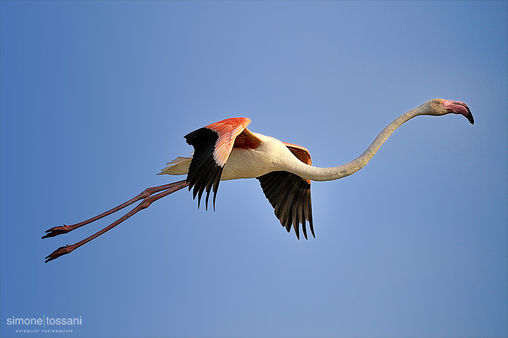 Phoenicopterus roseus  Nikon D3  Nikon 200/400 VR f/4  1/5000 sec  f/4  ISO 320 Caccia fotografica uccelli materiale Nikon Simone Tossani