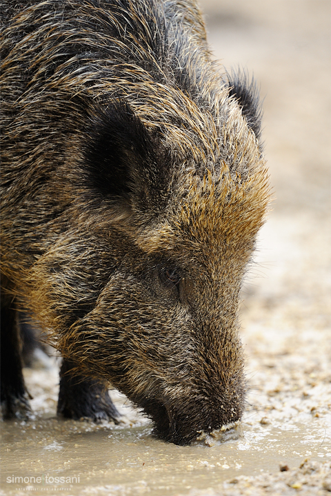 Sus scrofa   Nikon D3  Nikon 600 f/4 VR  1/125 Sec  f/4  ISO 1250 Caccia fotografica mammiferi materiale Nikon Simone Tossani