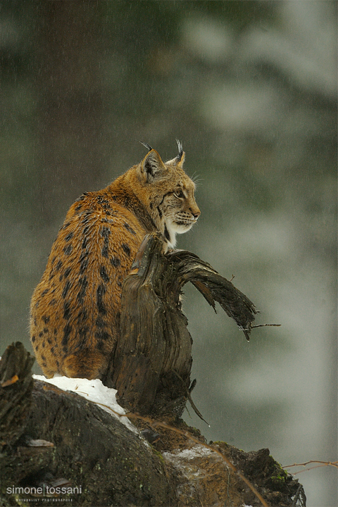 Lynx lynx    Nikon D3  Nikon 600 f/4 VR  1/200 Sec  f/8  ISO 2500 Caccia fotografica mammiferi materiale Nikon Simone Tossani