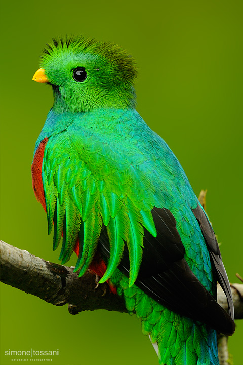 Quetzal  Haromachrus mocinno   Nikon D3  Nikon 600 f / 4 VR  Nikon TC 1.7  1/250 sec  f/6.7  ISO 1600 Caccia fotografica uccelli materiale Nikon Simone Tossani