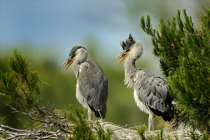 Ardea cinerea  Nikon D3   Nikon 600 f/4 VR   Nikon TC II 1.7x  1/1000 sec  f/6.7  ISO 250 Caccia fotografica uccelli materiale Nikon Simone Tossani