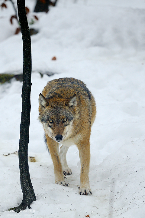 Canis Lupus   Nikon D3  Nikon 600 f/4 VR  1/160 Sec  f/7.1  ISO 2500 Caccia fotografica mammiferi materiale Nikon Simone Tossani