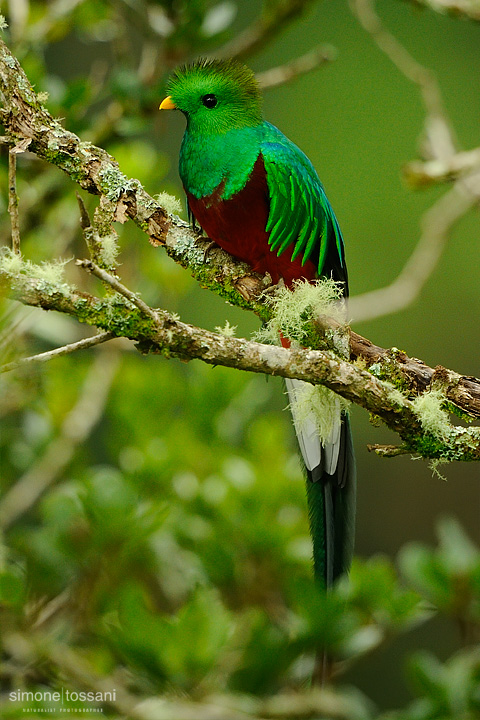 Quetzal  Haromachrus mocinno   Nikon D3  Nikon 600 f / 4 VR  Nikon TC 1.7  1/1000 sec  f/7.1  ISO 400 Caccia fotografica uccelli materiale Nikon Simone Tossani