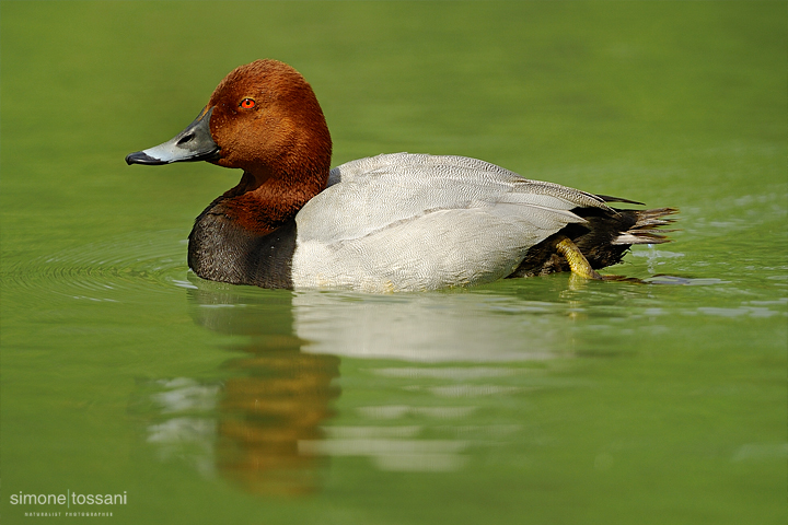 Aythya valisineria  Nikon D3   Nikon 600 f/4 VR   1/1600 sec  f/4  ISO 400 Caccia fotografica uccelli materiale Nikon Simone Tossani