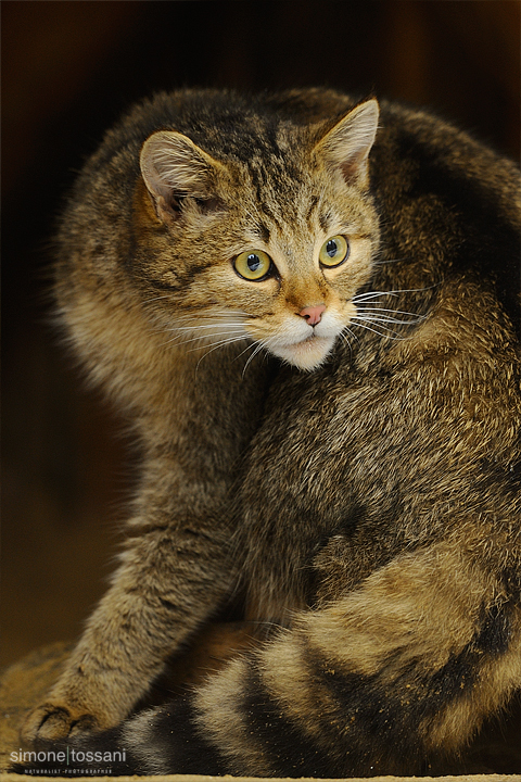 Felis silvestris   Nikon D3  Nikon 600 f/4 VR  1/25 Sec  f/6.3  ISO 800  Caccia fotografica mammiferi materiale Nikon Simone Tossani