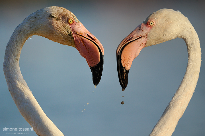 Phoenicopterus roseus  Nikon D3   Nikon 600 f/4 VR   1/1250 sec  f/11  ISO 200 Caccia fotografica uccelli materiale Nikon Simone Tossani