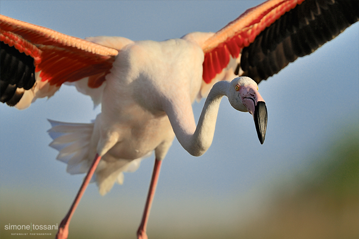 Phoenicopterus roseus   Nikon D3   Nikon 600 f/4 VR   1/2000 sec  f/5.6  ISO 200 Caccia fotografica uccelli materiale Nikon Simone Tossani