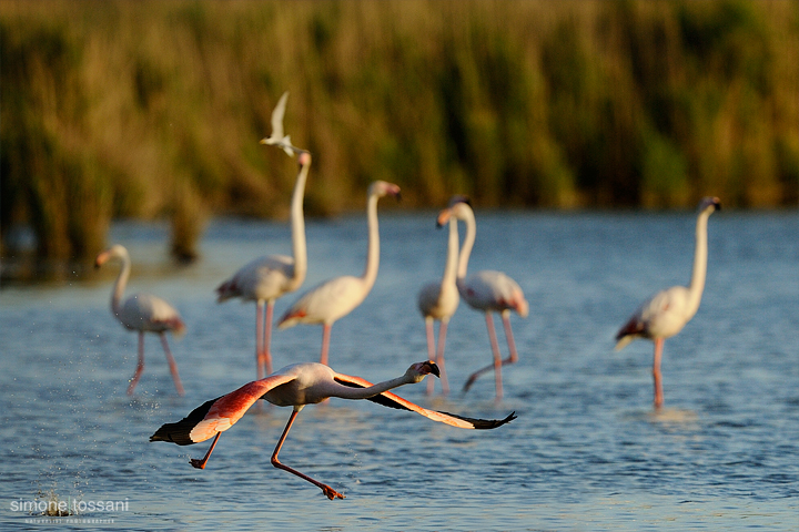 Phoenicopterus roseus  Nikon D3   Nikon 600 f/4 VR   1/2500 sec  f/5.6  ISO 640  Caccia fotografica uccelli materiale Nikon Simone Tossani 