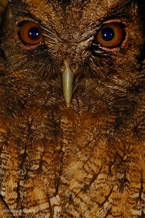 Strigidae    Nikon D3  Nikon 600 VR f/4  TC II 1.7x  1/4000 sec  f/7.1  ISO 1250 Caccia fotografica uccelli materiale Nikon Simone Tossani
