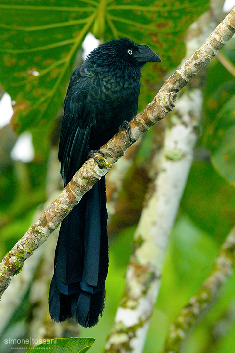 Crotophaga ani  Nikon D3  Nikon 600 VR f/4  TC II 1.7x  1/2500 sec  f/7.1  ISO 1250 Caccia fotografica uccelli materiale Nikon Simone Tossani
