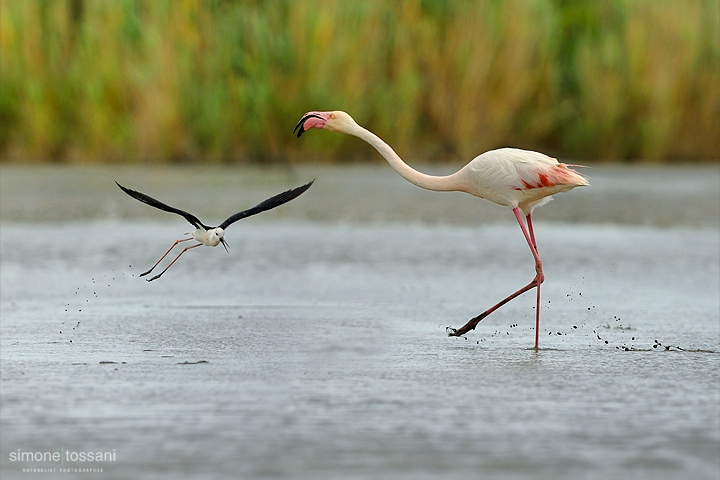 Phoenicopterus roseus  Nikon D3   Nikon 600 f/4 VR   1/3200 sec  f/5.6  ISO 400 Caccia fotografica uccelli materiale Nikon Simone Tossani