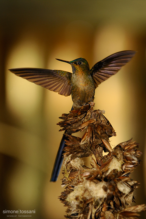Aglaiocercus coelestis  Nikon D3   Nikon 600 f/4 VR   1/1250 sec  f/4.8  ISO 1000 Caccia fotografica uccelli materiale Nikon Simone Tossani