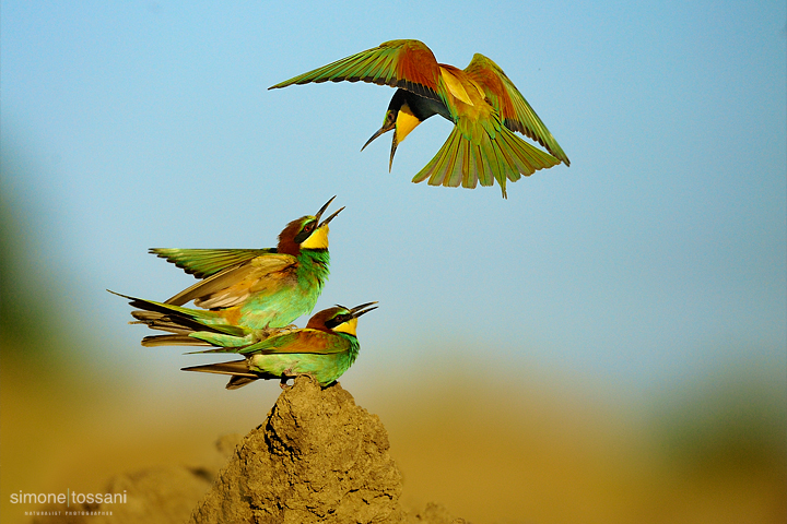 Merops apiaster  Nikon D3   Nikon 600 f/4 VR   1/3200 sec  f/4.5  ISO 200 Caccia fotografica uccelli materiale Nikon Simone Tossani