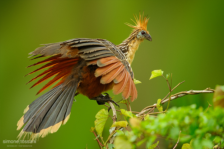 Opisthocomus hoazin  Nikon D3   Nikon 600 f/4 VR   1/1000 sec  f/5.6  ISO 200 Caccia fotografica uccelli materiale Nikon Simone Tossani