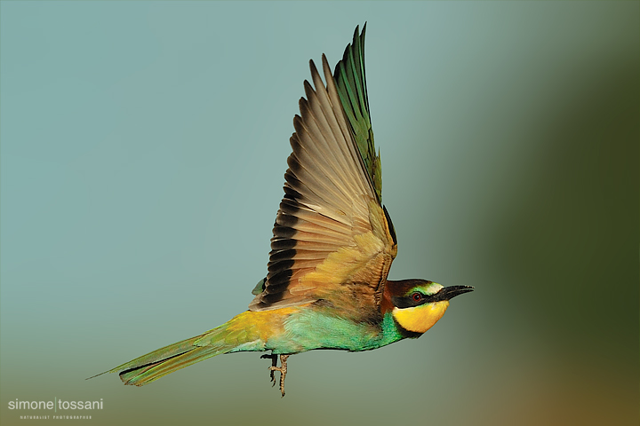 Merops apiaster   Nikon D3   Nikon 600 f/4 VR   TC II 1.7x  1/2500 sec  f/6.7  ISO 400 Caccia fotografica uccelli materiale Nikon Simone Tossani