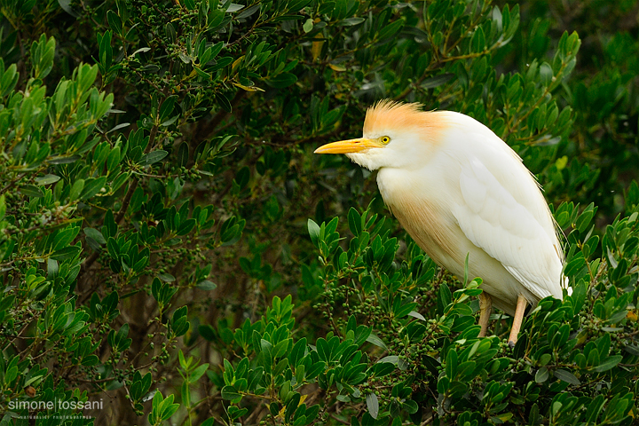 Bubulcus ibis Nikon D3   Nikon 600 f/4 VR   1/3200 sec  f/4.5  ISO 200 Caccia fotografica uccelli materiale Nikon Simone Tossani 